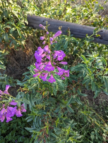 Penstemon spectabilis