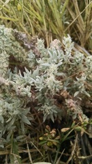 Extriplex californica