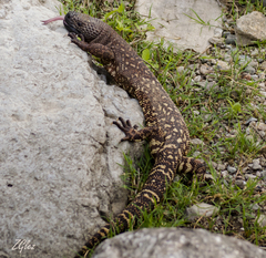 Heloderma exasperatum