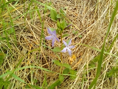 Vinca herbacea