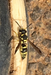 Antepipona