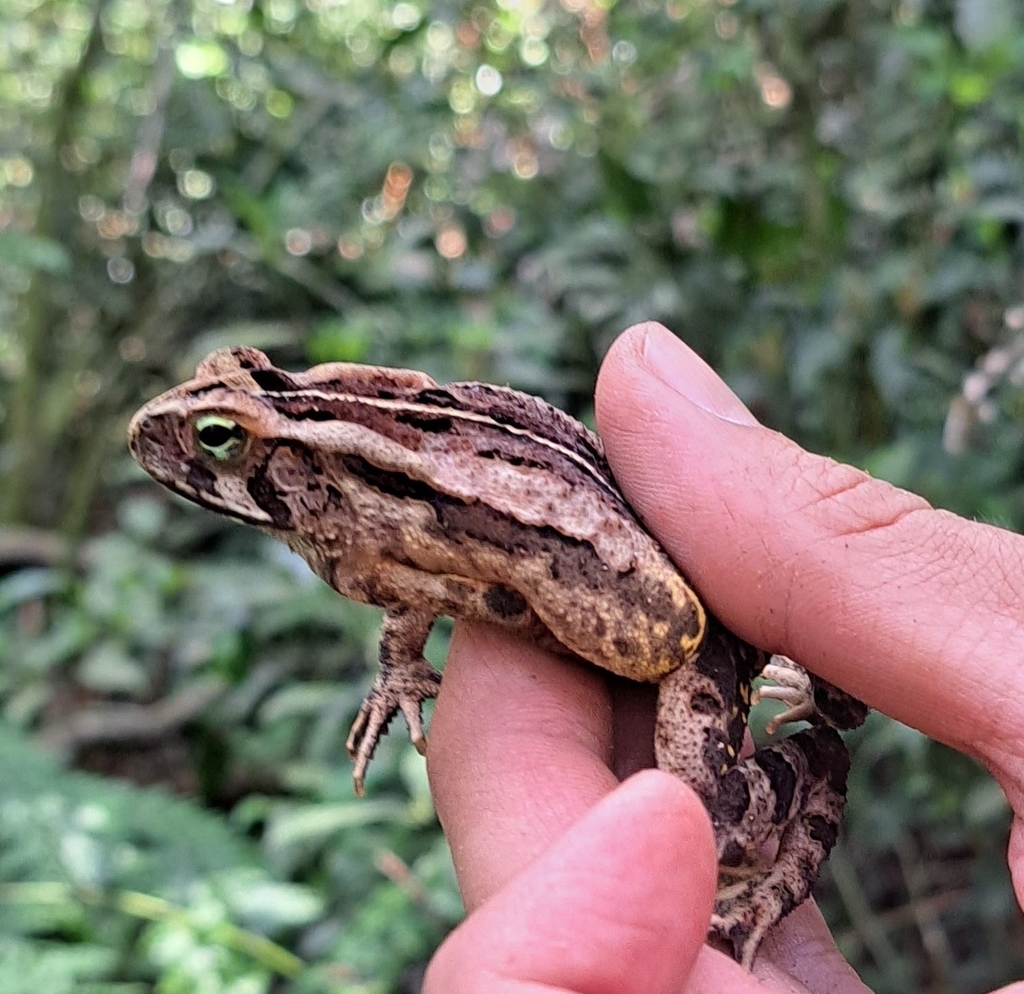 São Bento Toad