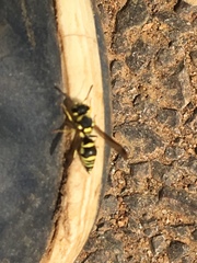 Antepipona