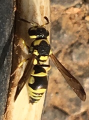 Antepipona