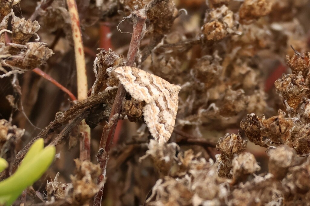 Perizoma epictata