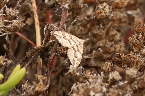 Perizoma epictata