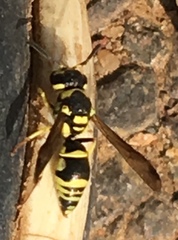 Antepipona