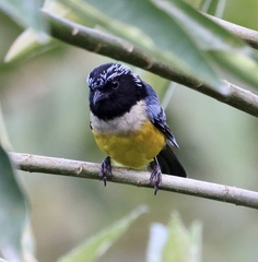 Buff-Breasted Mountain-Tanager photo 5