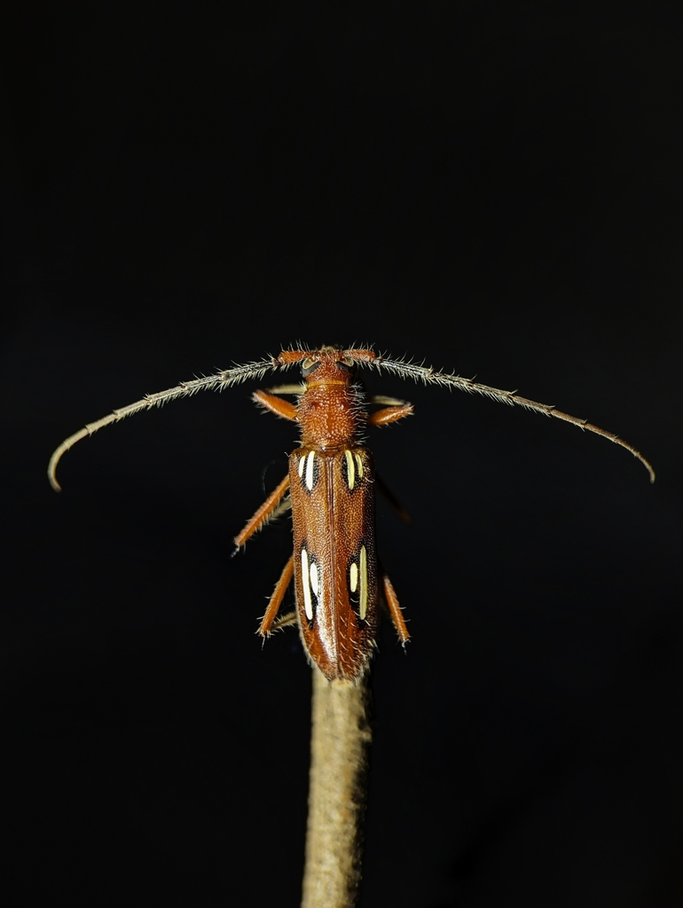 Eburodacrys gigas
