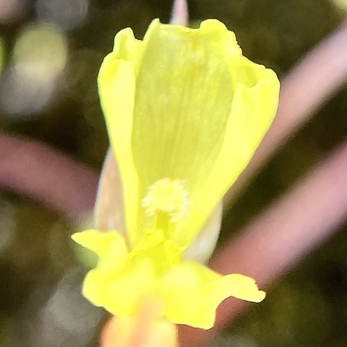 Philydrella pygmaea (Philydrella pygmaea)