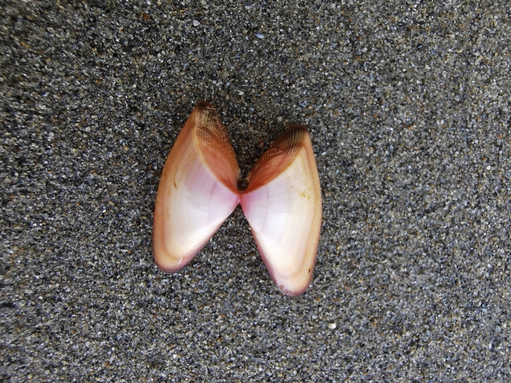 Striate Donax