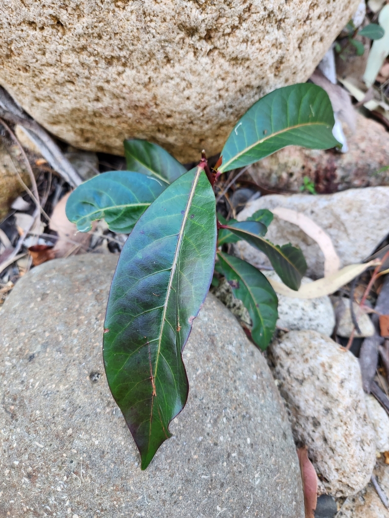 Cheese Tree in October 2023 by Carly · iNaturalist