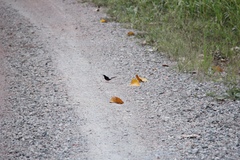 Copsychus stricklandii stricklandii