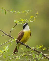 Pitangus sulphuratus