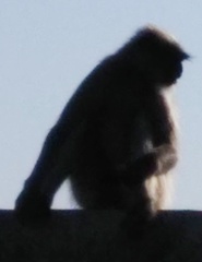 Semnopithecus hypoleucos