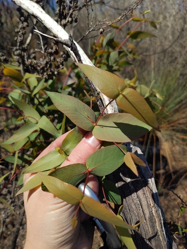 Eucalyptus radiata iNat (3)