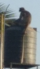 Semnopithecus hypoleucos