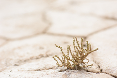 Halocnemum strobilaceum