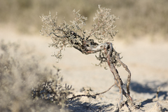 Halocnemum strobilaceum