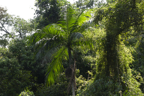Euterpe edulis