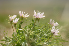 Tragopogon marginifolius