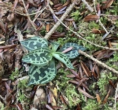 Goodyera repens image