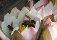 Apis dorsata