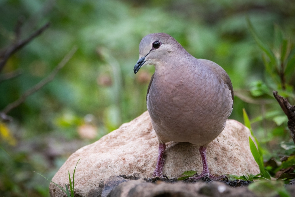 Yungas Dove