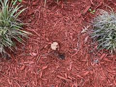 Fungi