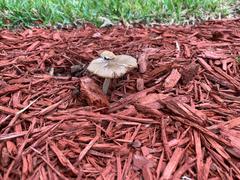 Fungi