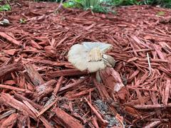 Fungi