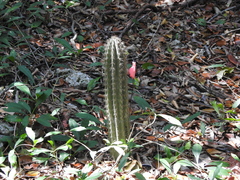 Pilosocereus robinii