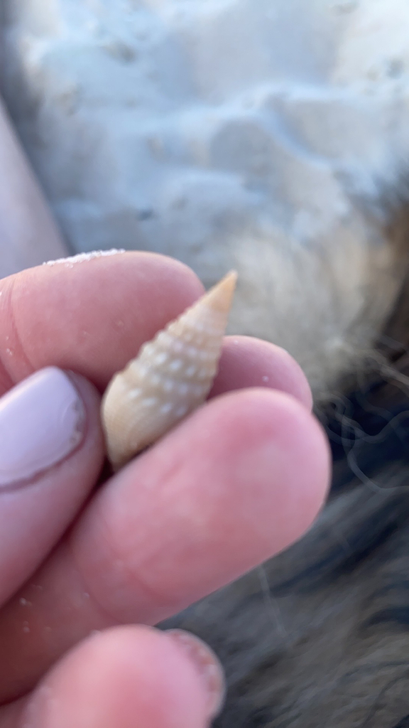 Cone Snails and Allies from New South Wales, AU on October 1, 2023 at