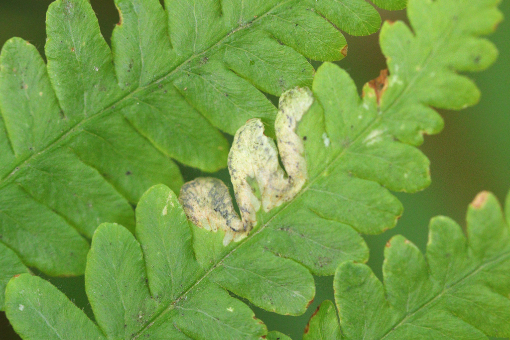 Phytoliriomyza clara