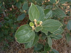 Ceanothus arboreus