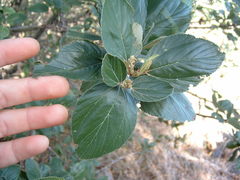Ceanothus arboreus