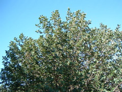 Ceanothus arboreus