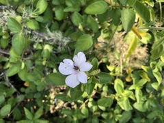 Barleria gueinzii