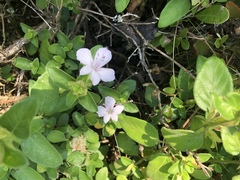 Barleria gueinzii