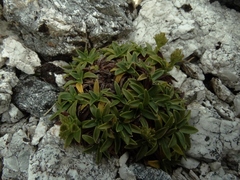 Abrotanella rostrata