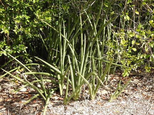 Sansevieria cylindrica