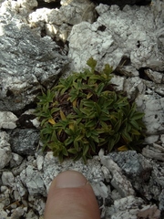 Abrotanella rostrata
