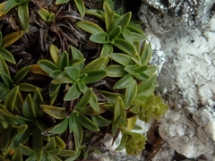 Abrotanella rostrata