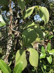 Dioscorea dregeana