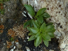 Abrotanella rostrata