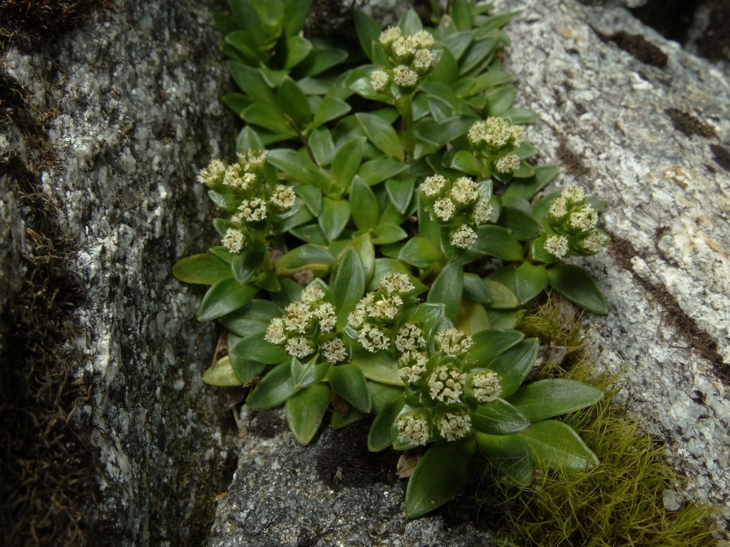 Abrotanella rostrata