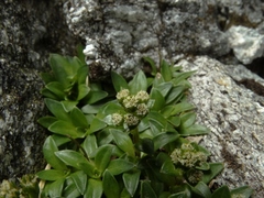 Abrotanella rostrata
