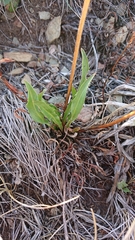 Microseris lanceolata
