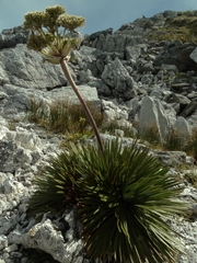 Aciphylla congesta