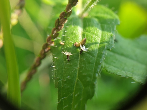 Galinsoga quadriradiata